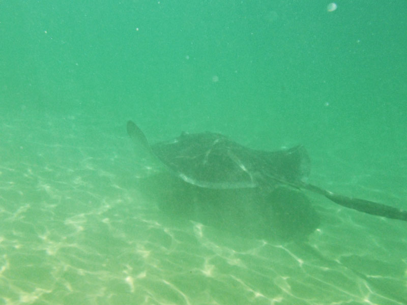 Tobago Sting Ray