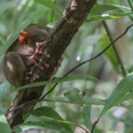 Philippine Tarsier Features